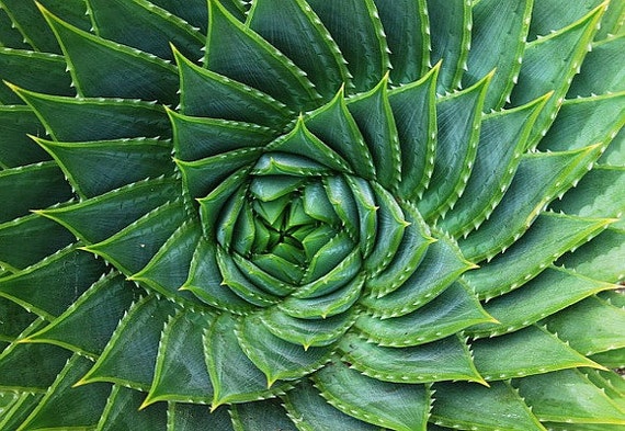 Aloe polyphylla, spiraling succulent, 5 rare seeds, almost extinct, cool climate aloe, Lesotho native, South Africa, collectors plant