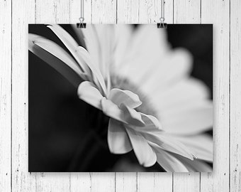 Items similar to Flower Photography, Daisy photograph, Black and white ...