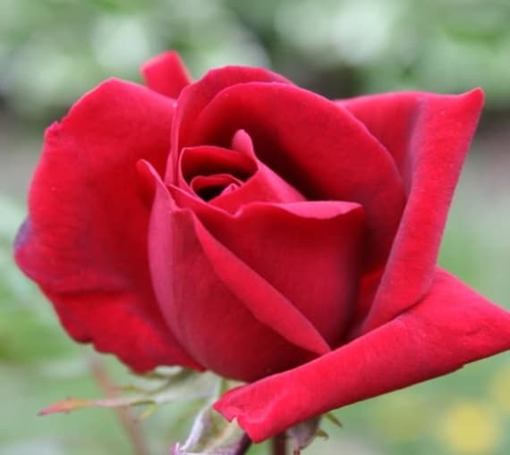 Kashmir Easy Elegance Rose Live Plant by Newlifenurserydotnet