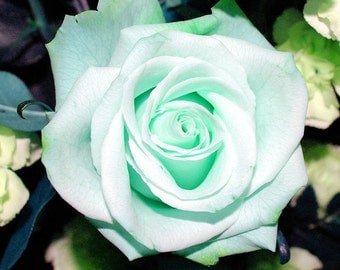 Mint green roses seeds,mint roses seeds, 447,green rose, Colorful rose,flower seeds, roses from seeds, seeds for roses, gardening