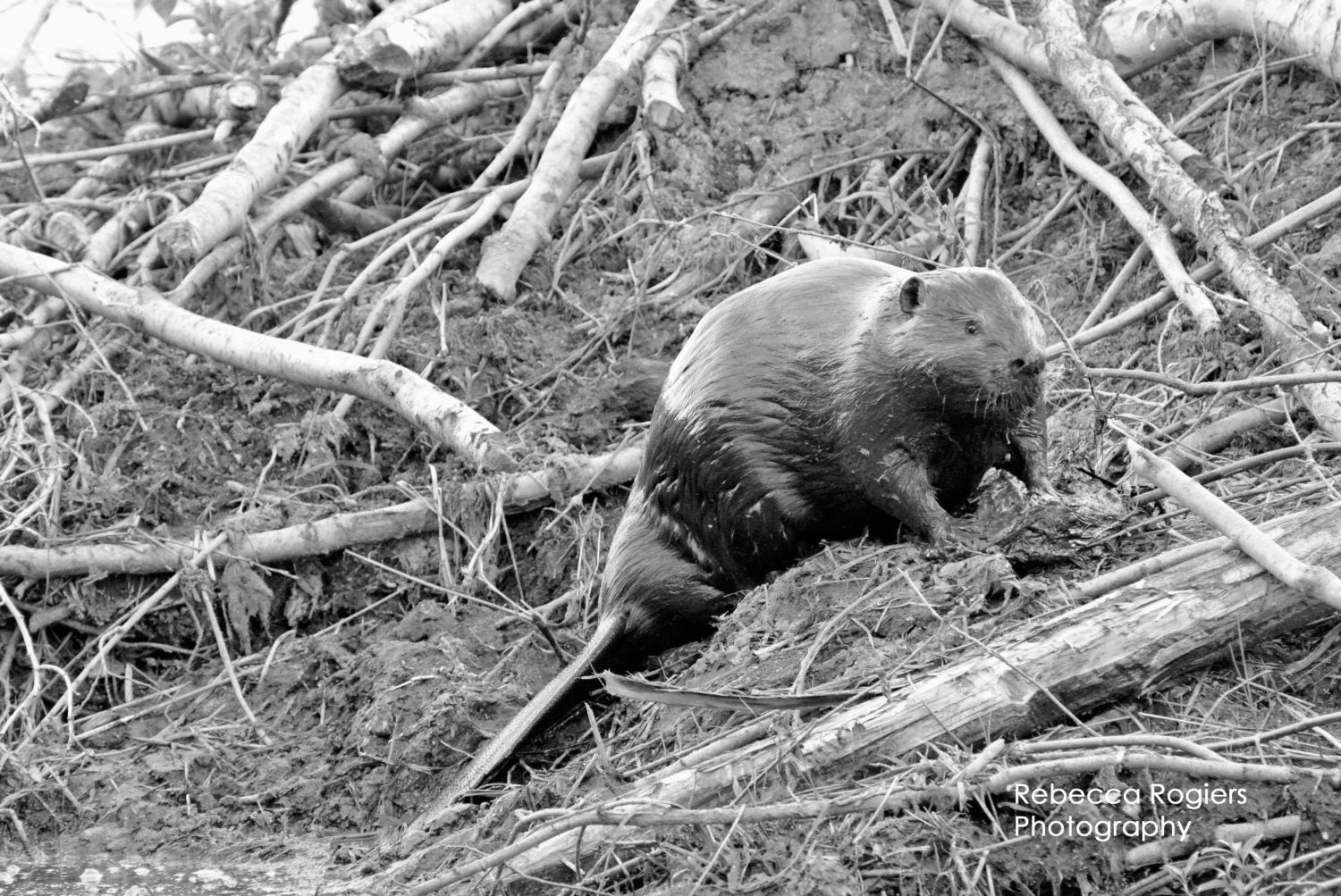 Busy Beaver Nature Photography Canadian Animal by RMRreflections
