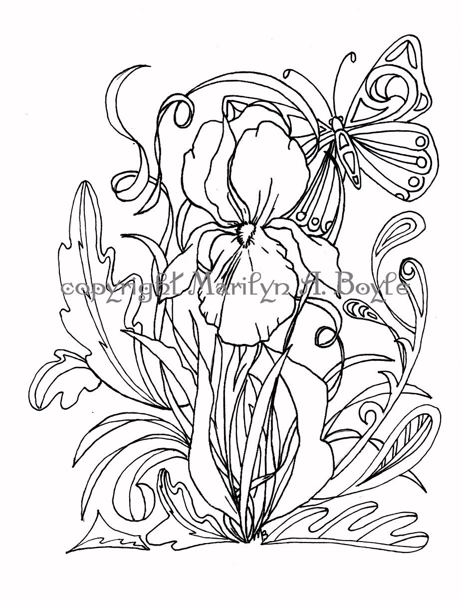 ADULT COLORING PAGE Iris butterfly pen and ink for older