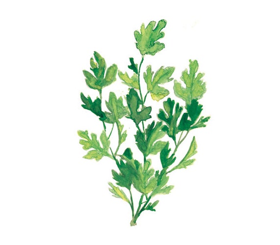 Cilantro Herb Kitchen Art Print Herb Painting Herb Kitchen