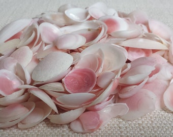Beach Decor, Small Shells, White Shells, Rose Clam Shells, Seashells, Shells, Craft Shells, Tiny Shells, Pink Clam Shells