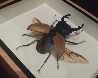 Framed stag beetle