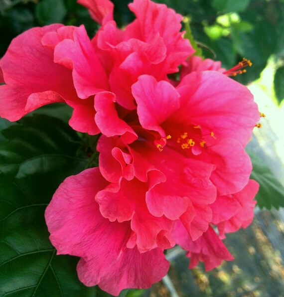 Hibiscus PRIDE OF HANKINS Tropical Bush Plant Double Fuschia