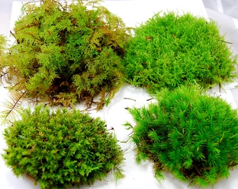 Live moss mix. Terrarium moss, vivarium moss, for miniature or fairy garden, terrarium plant, live decor, vivarium plant, for frogs