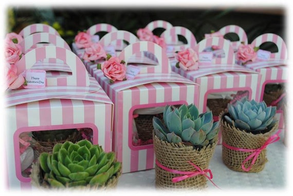 40-Succulent-Party-Favors-Succulent-Baby-Shower-Favors