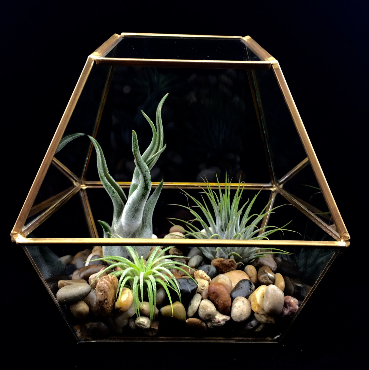 Air Plant Terrarium Kit Geometric Gold Terrarium River 8977