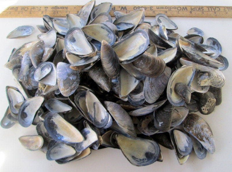 300 Bulk Mussel Shells Atlantic Blue Mussels Sea Shell