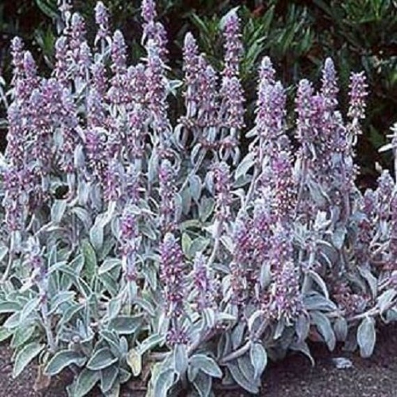 Lamb�s Ear Flower Seeds/ Stachys Byzantina / Perennial