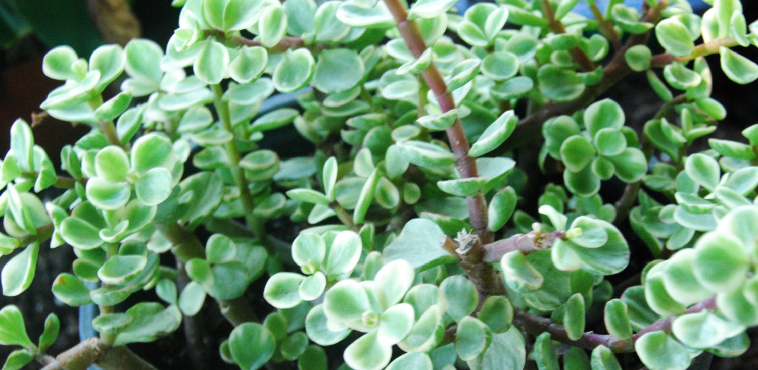 Variegated Elephant Bush Mini Jade Tree Bonsai Plant