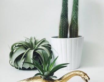 Small Gold Plesiosaur Dinosaur Planter Air Plant; Dinosaur Planter; Planter; Air Plant; Desk Accessory; Home Decor; Unique Gift Idea; Dino