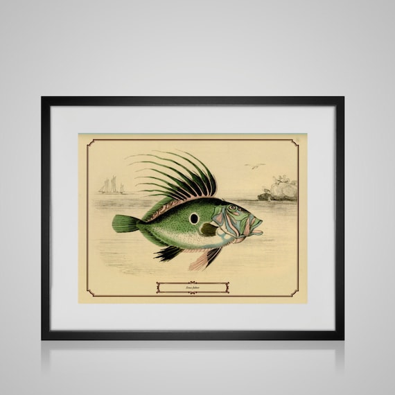 Framed Wall Art VINTAGE FISH PRINT Free by PictureByPicture
