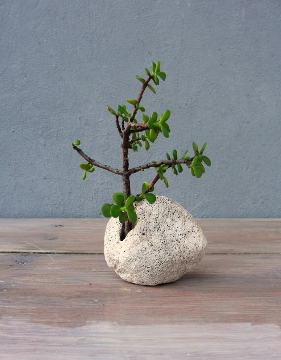 Succulent Plant Pot Natural Rock Planter Stone Planter Hag