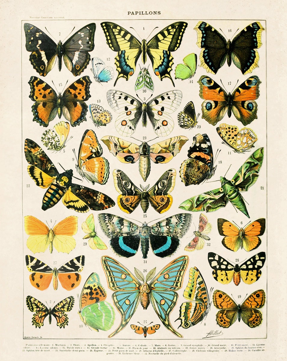 French Butterfly Diagram 2 Vintage Reproduction. Variety of
 Vintage Butterfly Chart