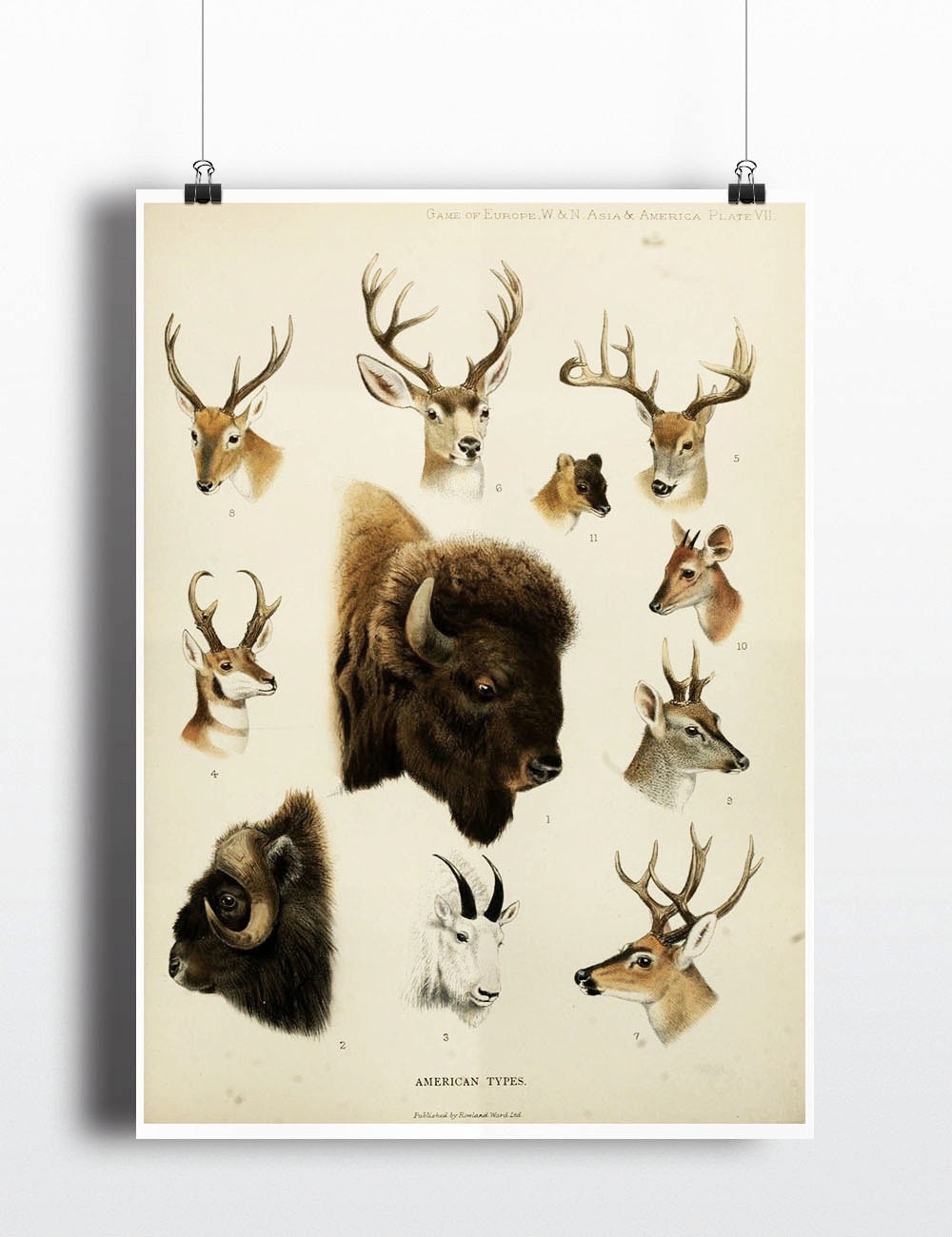 Antique 1800s Animal Poster Deer Bison Poster Buffalo Elk