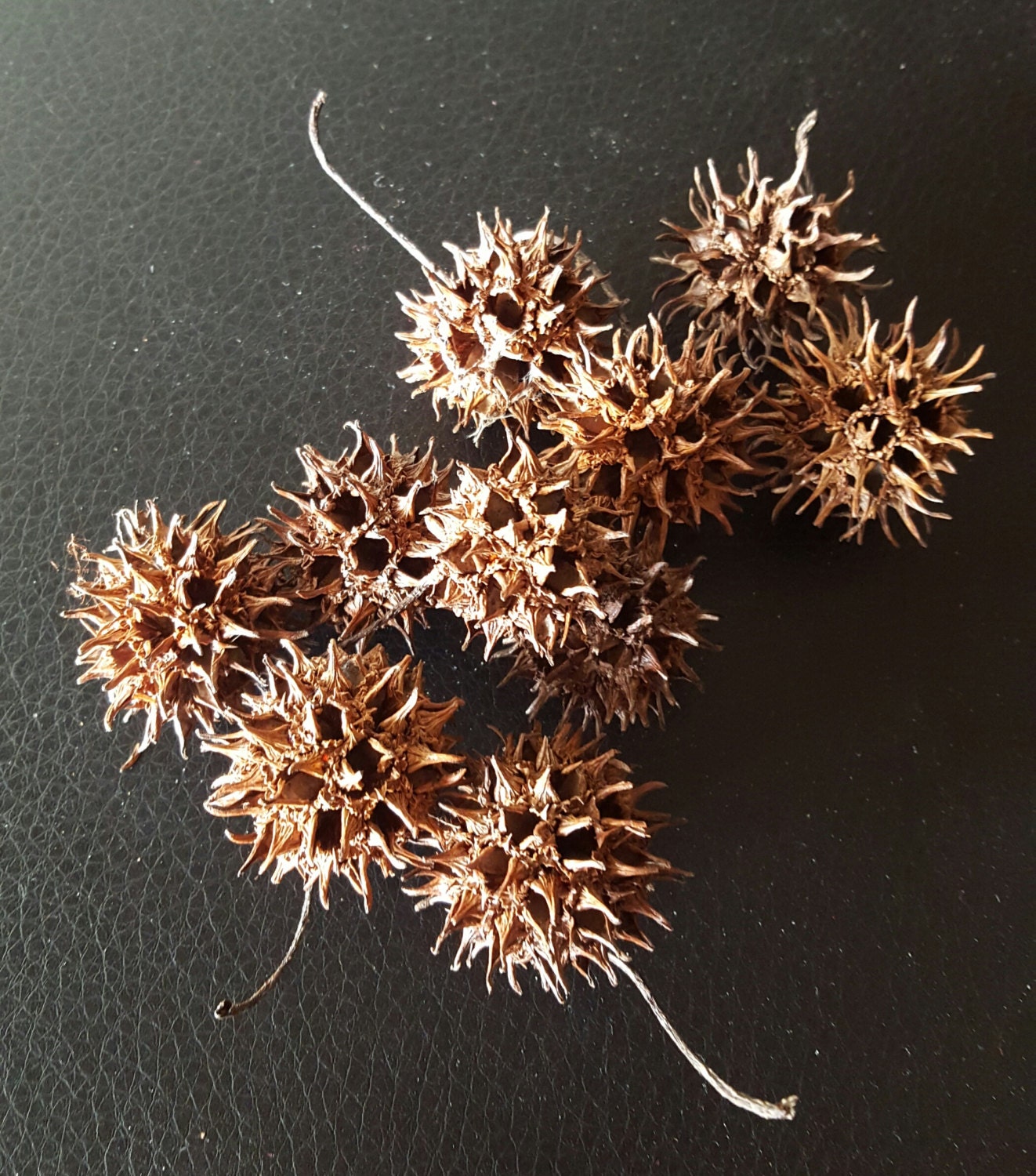 10 Sweet Gum seed pods/witch's burr/ wreath supplies/