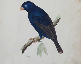 Antique hand tinted bird illustration (Combassou)