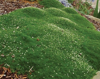 5,000 Bulk Seeds Sagina Irish Moss Seeds PERENNIAL SEEDS