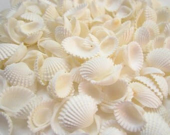 White Cup Shells-Mini Shells for Crafting-Small Shells Bulk-Beach Wedding Decor-Beach Home Decor-White Shells Bulk-Crafting Shells-Sea Shell