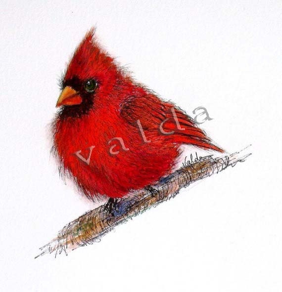 items similar to red cardinal bird image size 5x7 items similar to red cardinal bird image size 5x7