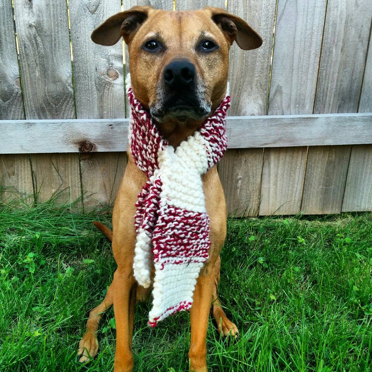 Custom Team Dog Scarf