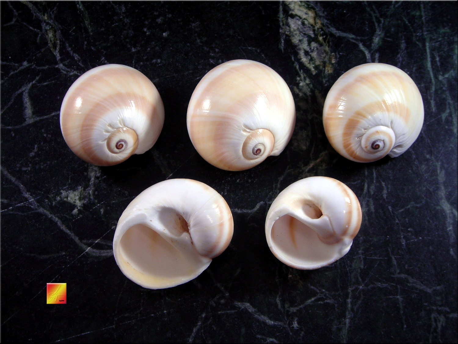 Six 6 Shark Eye Shells 1 1 1/2 Seashells for
