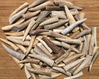 24 Pack - Deer Antler Tips, Tines, Points- SMALL - 1.5"- 2.5" GRADE A