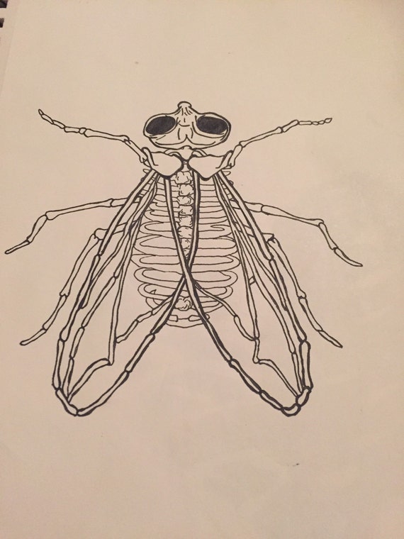 Fly skeleton
