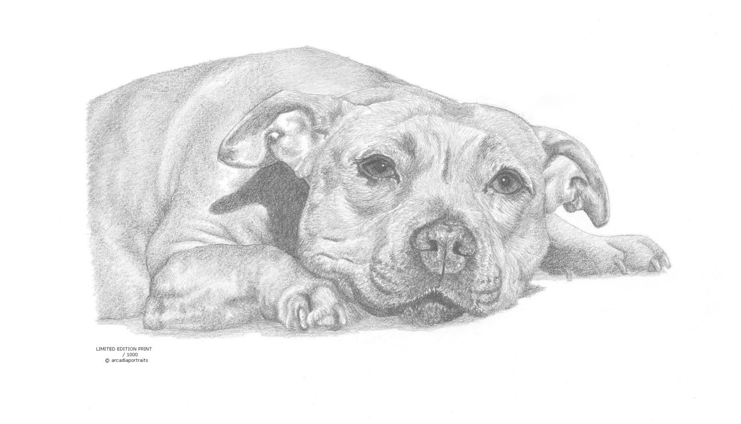  STAFFORDSHIRE BULL terrier 1 dog Limited Edition art drawing 