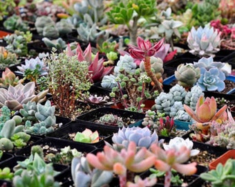 100+ Assorted Succulent seed varieties, succulents succulent plants-party favors- lithops-cactus-cacti-favor weddinggifts diy garden, rare s