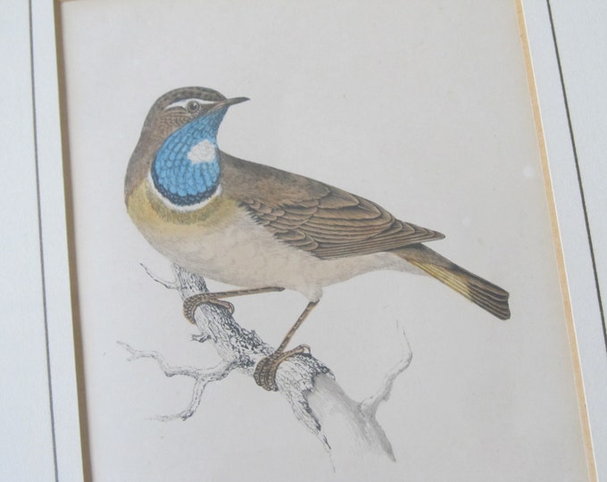 Antique lithograph bird print, framed ornithology image Bluebreast, hand coloured in brown, blue, bird lover gift