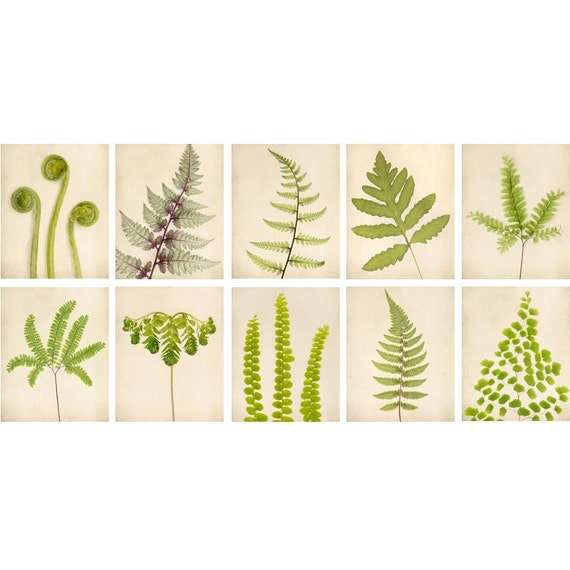 Botanical Print Set Fern Art Set of Prints Living Room Art