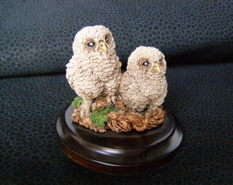 Miniature Barn Owlets, Stratford-Upon-Avon, England