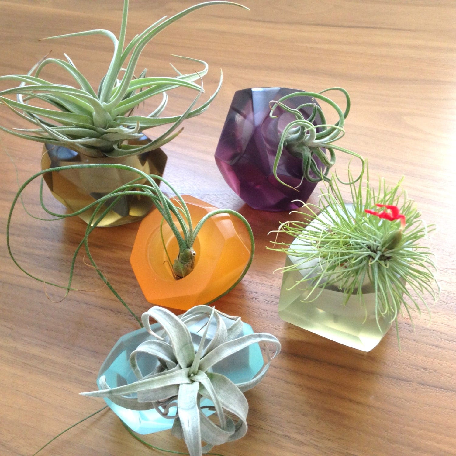 Unique air plant holder