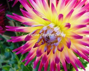 5 x 7 Photograph - Dahlia - Yellow and pink