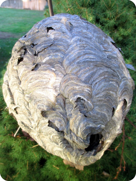 Beautiful Large Hornets Nest Bee Hive Work of Art OOAK