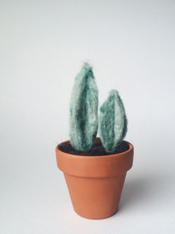 Penny Cacti