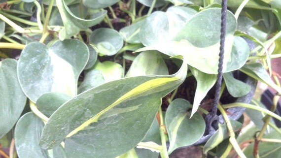 Download Brasil Philodendron Plant Background