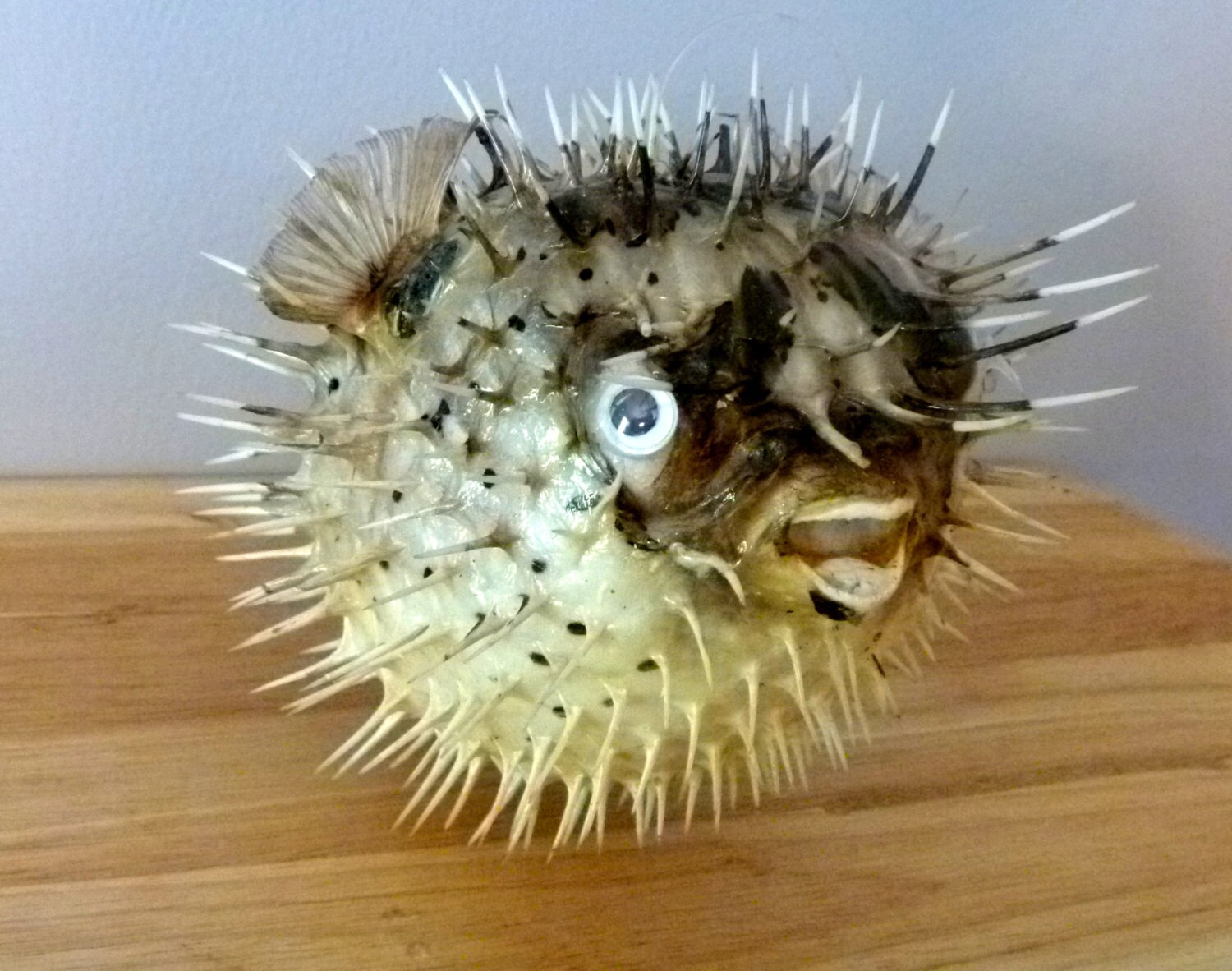 Porcupine Fish 7 10 Puffer Fish Blowfish Preserved throughout Fantastic puffer fish home decor – the top resource