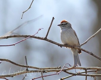 small woodland songbird nyt small woodland songbird nyt