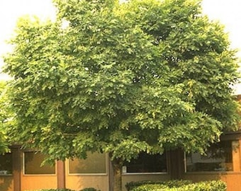 American Yellowwood Tree Seeds, Cladrastis lutea - 25 Seeds