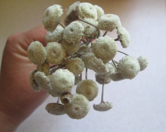 Natural Floral Buttons for DIY crafts, Wedding Decor, 30 dried flowers