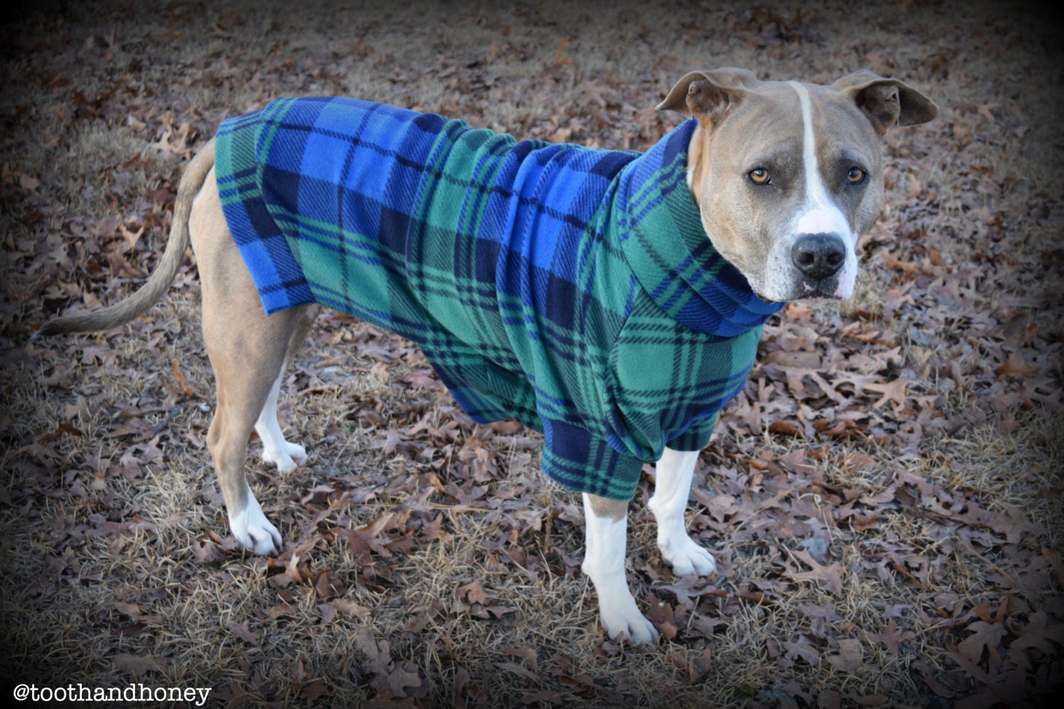 XXL DOG sweater/ coat / jacket / pitbull / by ToothandHoney