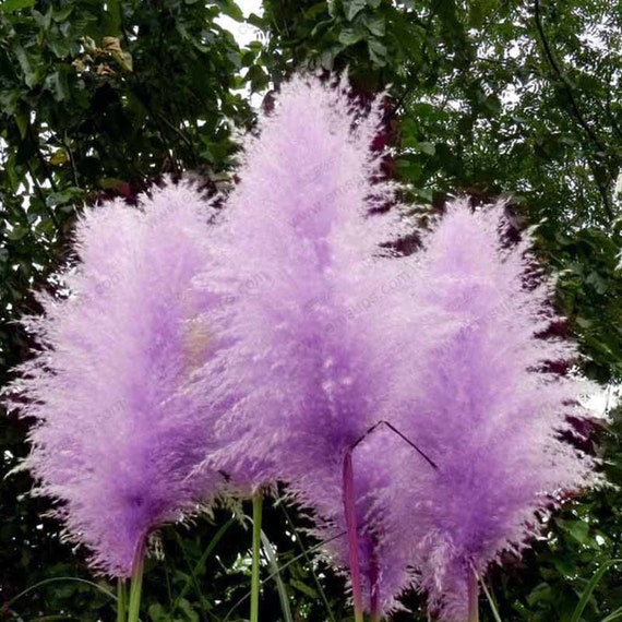 Dwarf Purple Pampas Grass Seeds 50 CountRoyal to Bright