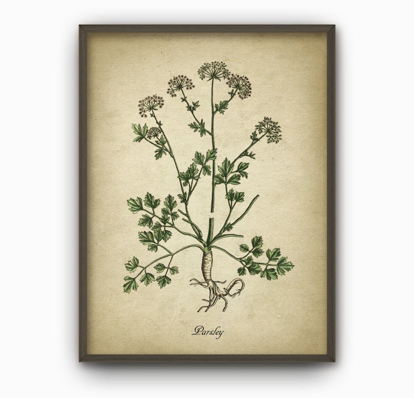 Kitchen Herbs Wall Art Print Set Of 6 Vintage Botanical Herb