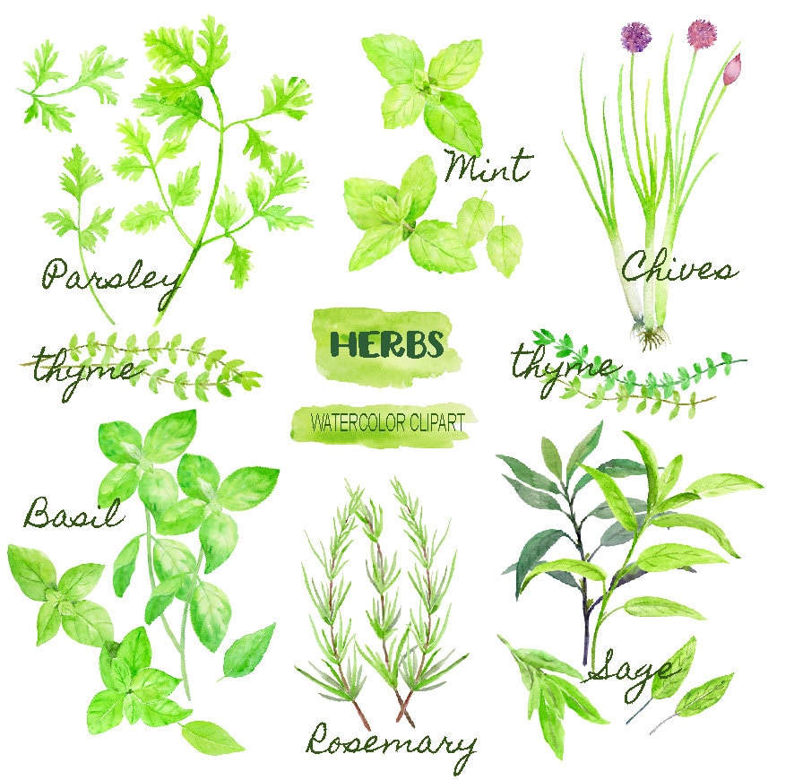 Watercolor clipart herb collection instant download for