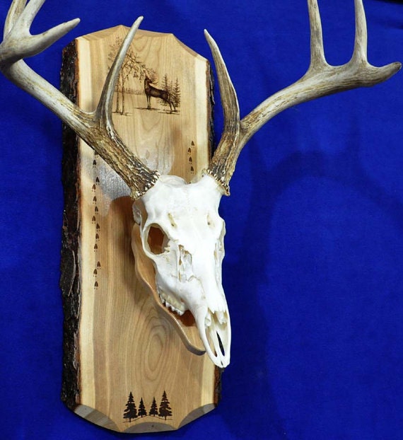 Hunting. European Mount Plaque. Deer Hunting. Deer Skull