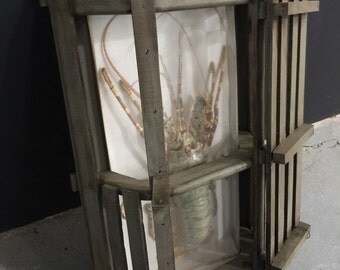 Rare Lobster Taxidermy inside custom Crate with Wall Mounting Bracket - Nautical Rustic Beach House - Ready to Hang